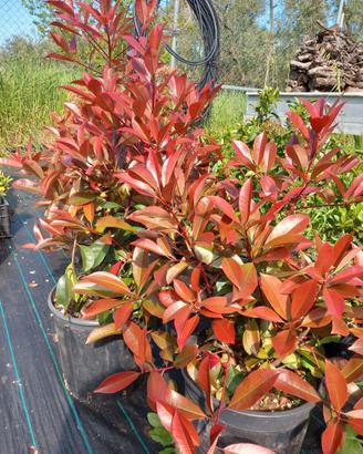 Piante da siepe di photinia red robin in vaso