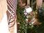 Immagine 30