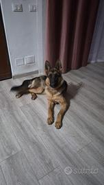 Pastore tedesco femmina