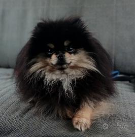  cuccioli spitz tedesco nano  