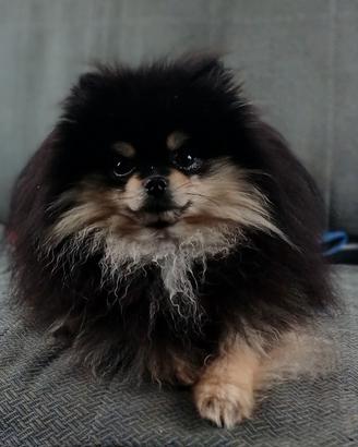 cuccioli spitz tedesco nano  