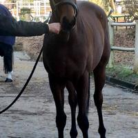 Castrone domato per principianti o passeggiate