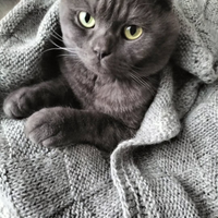 British scotish x la monta