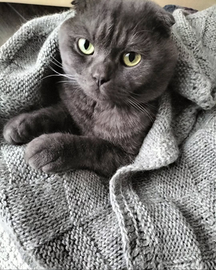 British scotish x la monta