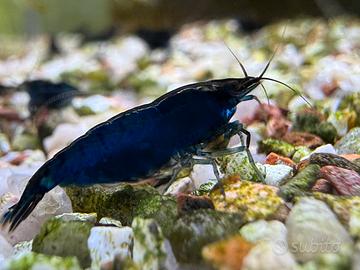 NeoCaridine blu Diamond