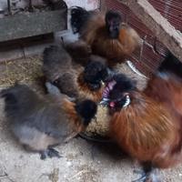 Coppie Galline moroseta