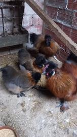 Coppie Galline moroseta