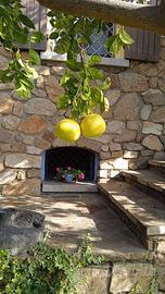 Villa paradiso - 4 persone - estate 2026