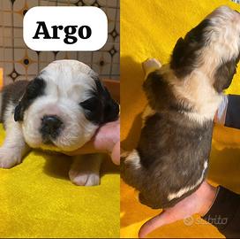 Cuccioli di San Bernardo