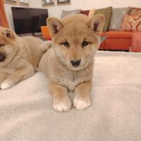 Shiba inu femminuccia