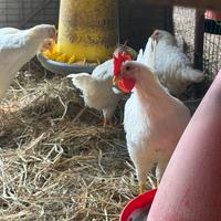 Polli futuri galletti di varie razze solo maschi