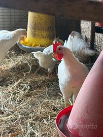 Polli futuri galletti di varie razze solo maschi