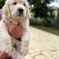 Cuccioli di Golden Retriever di alta genealogia