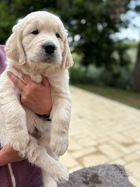 Cuccioli di Golden Retriever di alta genealogia
