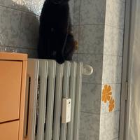 Lollo, il gatto nerissimo