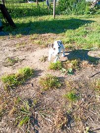 Cuccioli di jack Russell terrier