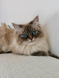 Maschio siberiano disponibile per accoppiamento