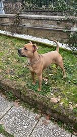 American Pitbull terrier maschio