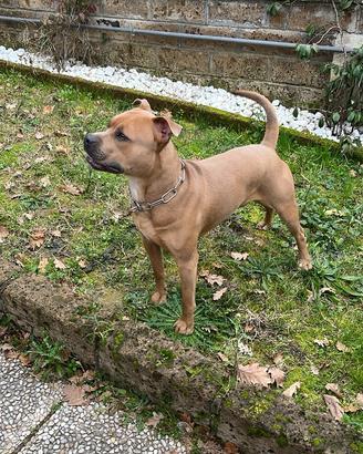 American Pitbull terrier maschio