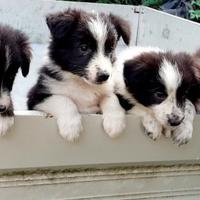 Cuccioli di border collie