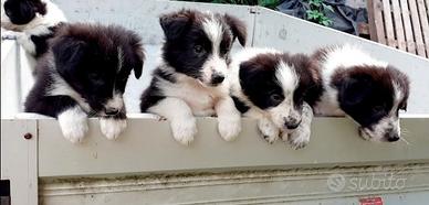Cuccioli di border collie