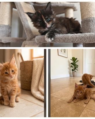 cuccioli Maine Coon 
