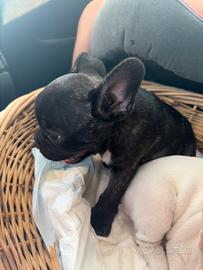Bulldog francese
