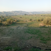 Terreno schettino