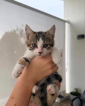Splendida gattina