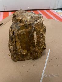 Pietre legno fossile Aquario