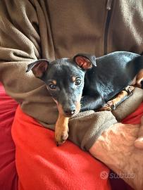 Pinscher maschietto
