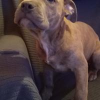 Femmine di American bully standard