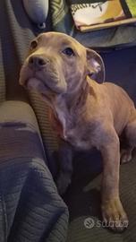 Femmine di American bully standard