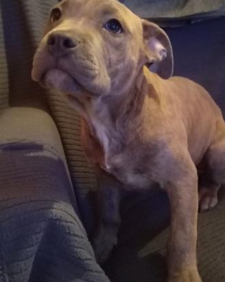 Cuccioli di american bully standard