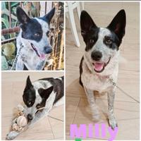 Cagnolina in adozione