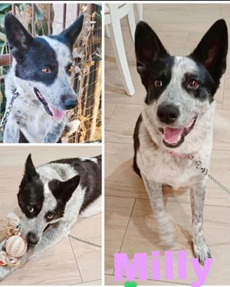 Cagnolina in adozione