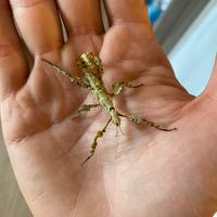 Insetto Extatosoma Tiaratum