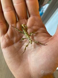 Insetto Extatosoma Tiaratum