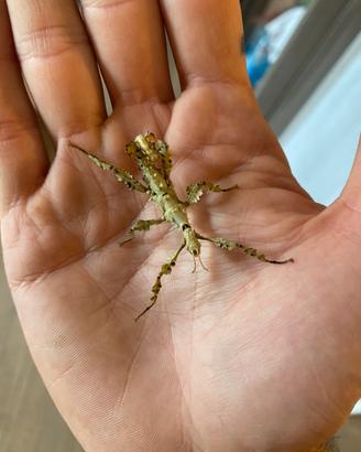 Insetto Extatosoma Tiaratum