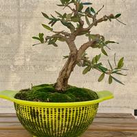 Bonsai di ulivo