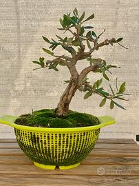 Bonsai di ulivo