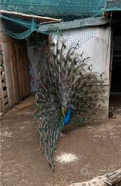 Uccelli