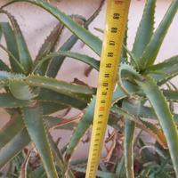 Pianta aloe vera.