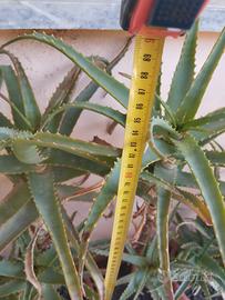 Pianta aloe vera.