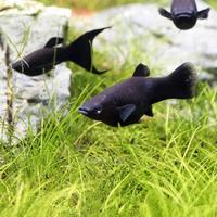 Pesce Tropicale Acquario Black Molly Adulto 