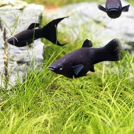 Pesce Tropicale Acquario Black Molly Adulto 