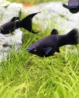 Pesce Tropicale Acquario Black Molly Adulto 