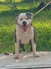 Pitbull da monta