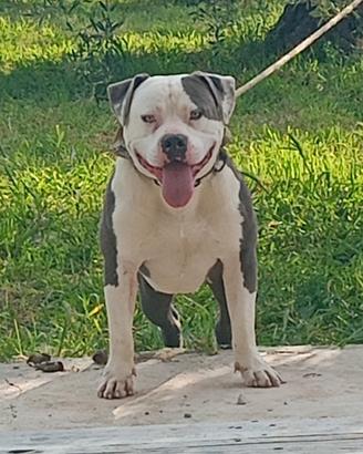 Pitbull da monta