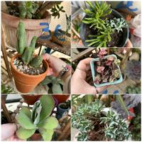 Piante grasse e cactus